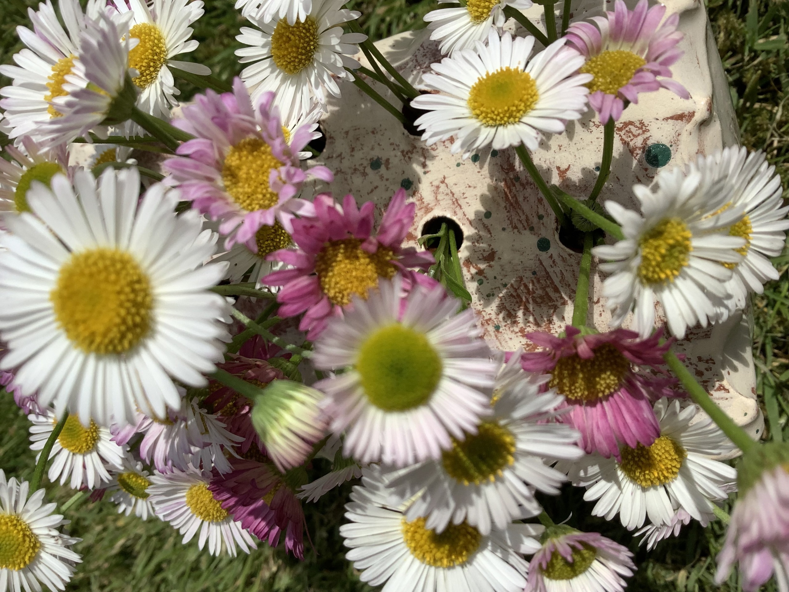 close up photo of pink and white daisy flowers