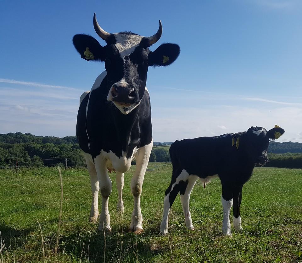 cow and her calf at wild cow dairy. The cow has horns and is looking straight into the camera. The calf is standing to the right of its mother length ways.